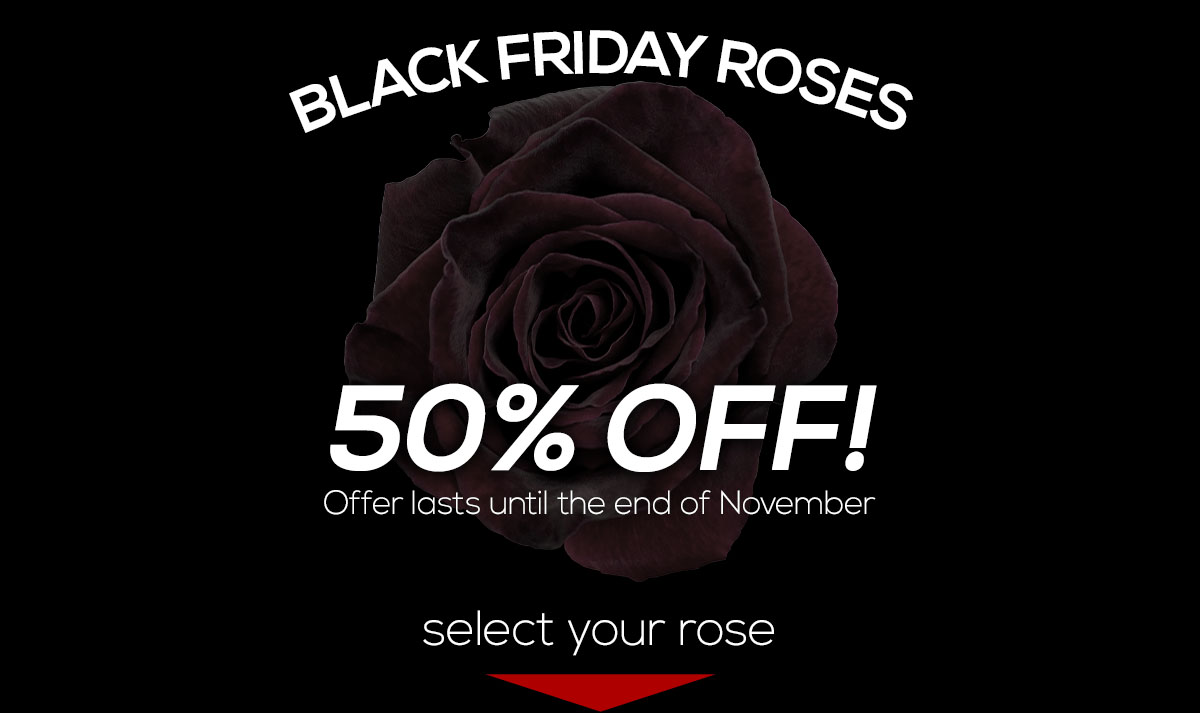 Single Black Friday Rose