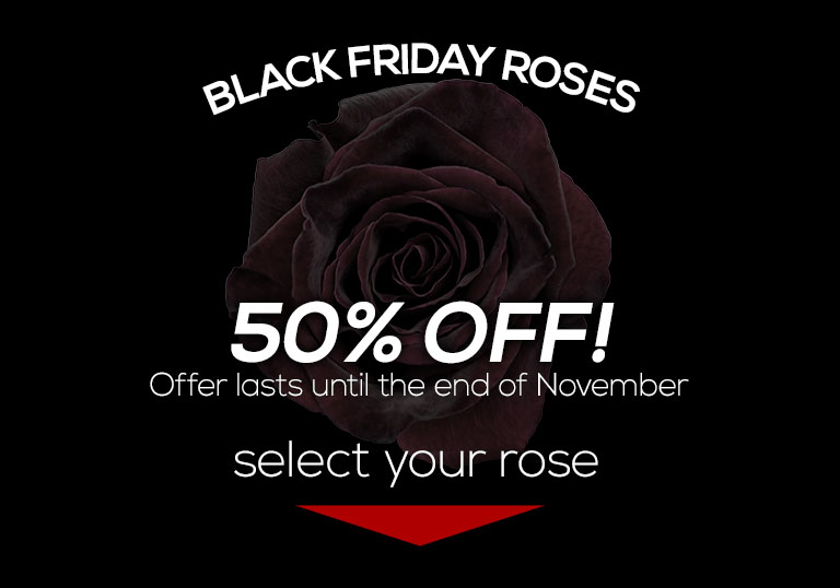 Single Black Friday Rose