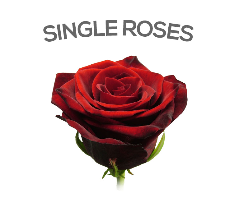 Send a single rose