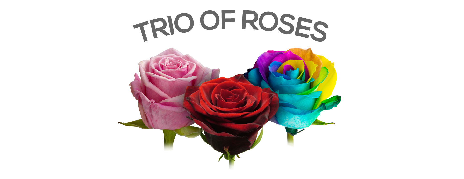 Send a Trio of Roses | Buy / Send 3 Roses | Rose Delivery UK | The Red ...