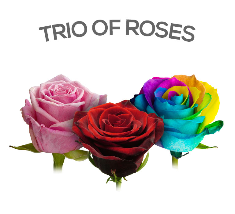 Send a Trio of Roses | Buy / Send 3 Roses | Rose Delivery UK | The Red ...