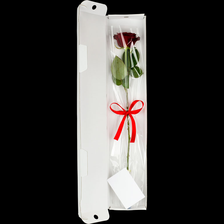 Single Letterbox Rose