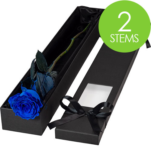 2 Luxury Blue Roses