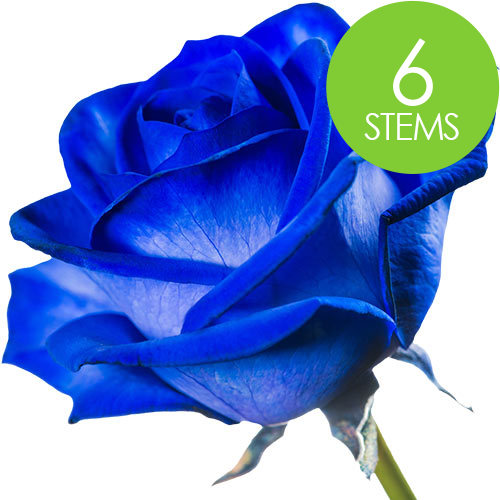 6 Blue (Dyed) Roses