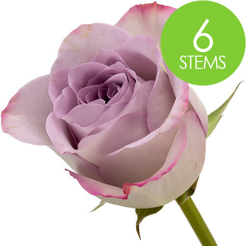 6 Lilac Roses