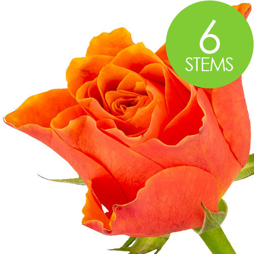 6 Orange Roses