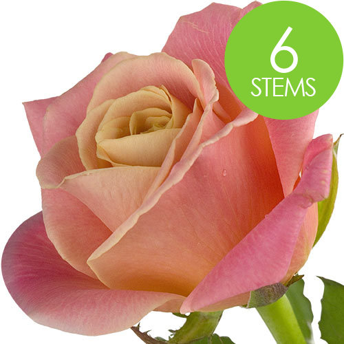 6 Peach Roses