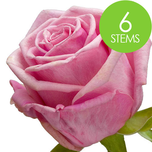 6 Pink Roses