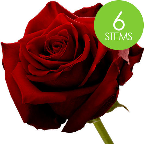 6 Red Naomi Roses
