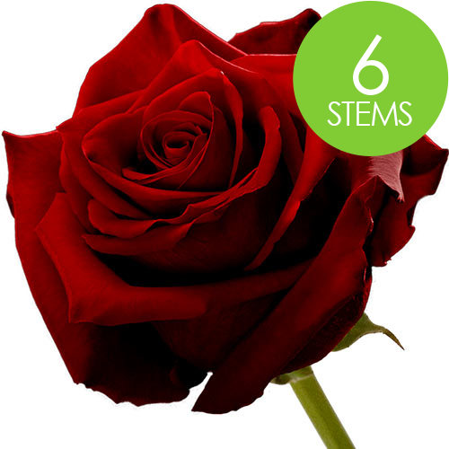 6 Red Roses