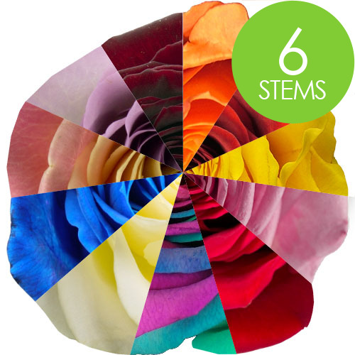 6 Mixed Roses