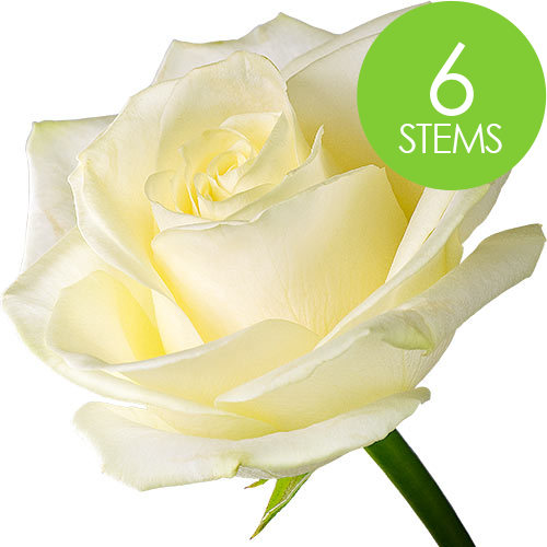 6 White Roses