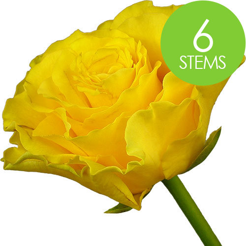 6 Yellow Roses