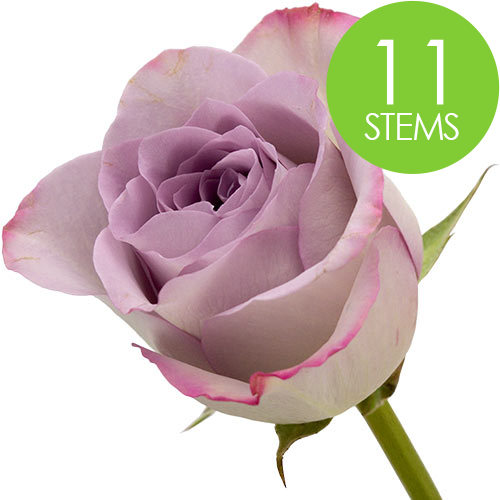 11 Lilac Roses