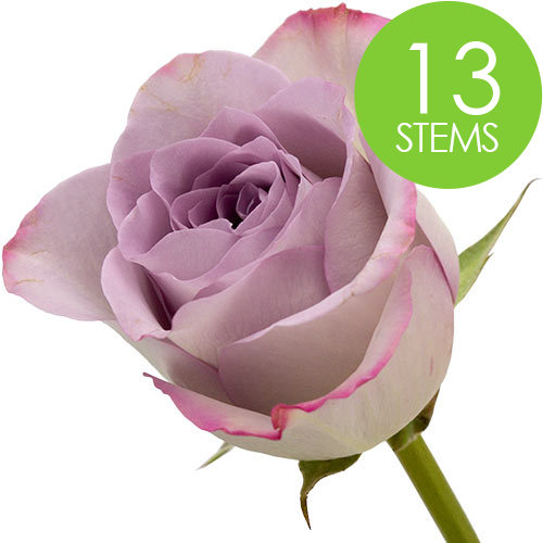 13 Lilac Roses