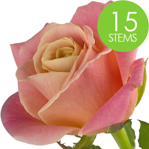 15 Peach Roses