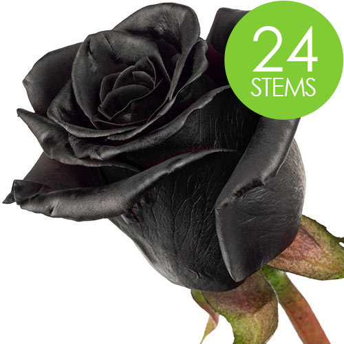 24 Black (Painted) Roses