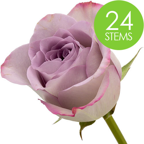 24 Lilac Roses