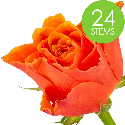 24 Orange Roses