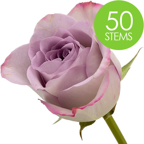 50 Lilac Roses