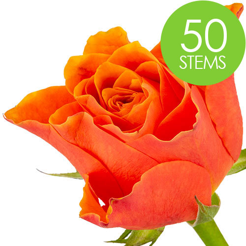 50 Orange Roses