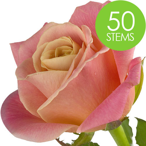50 Peach Roses