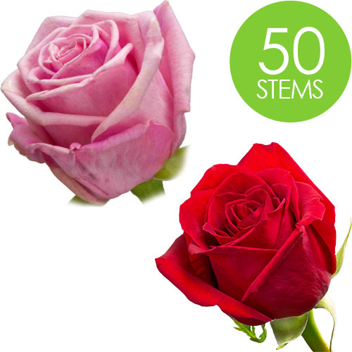50 Red and Pink Roses