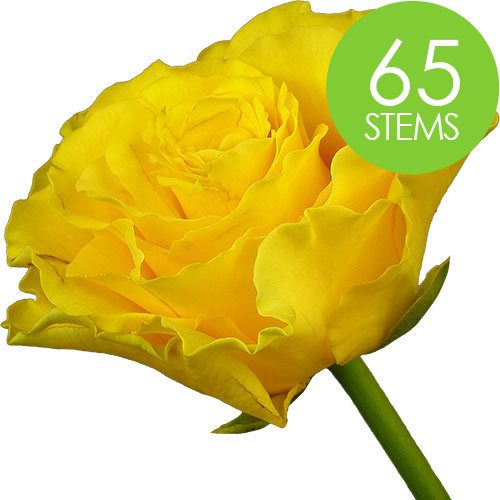 65 Yellow Roses