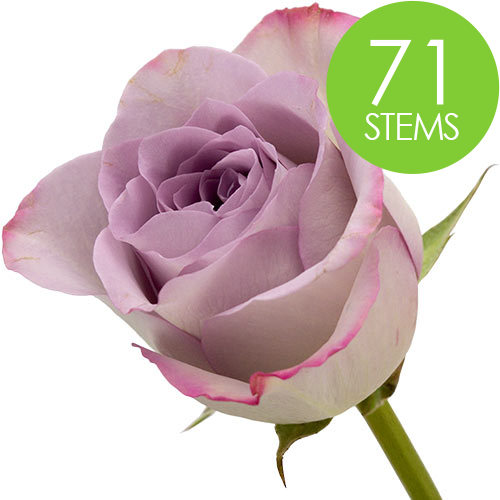 71 Lilac Roses