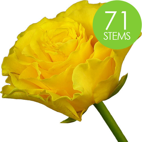 71 Yellow Roses