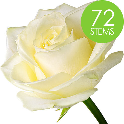 72 White Roses