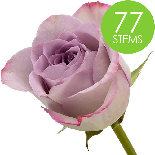 77 Lilac Roses