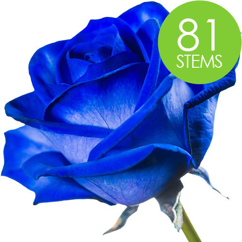81 Blue Roses