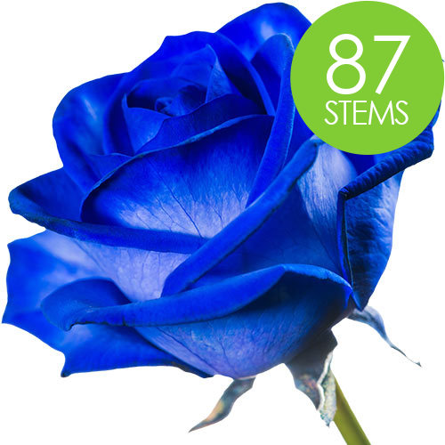 87 Blue Roses