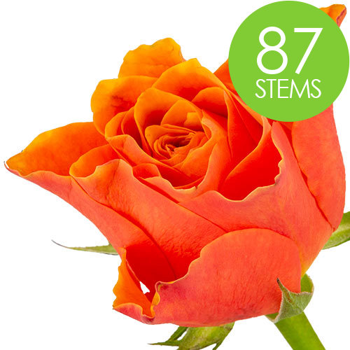 87 Orange Roses