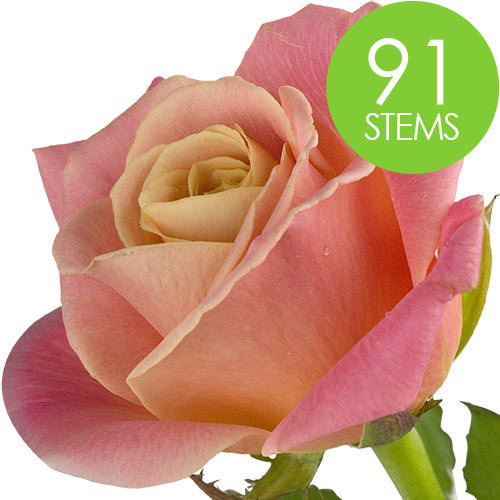 91 Peach Roses