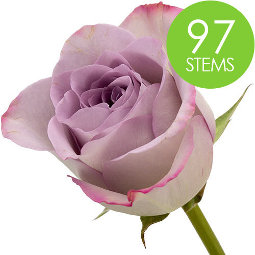 97 Lilac Roses