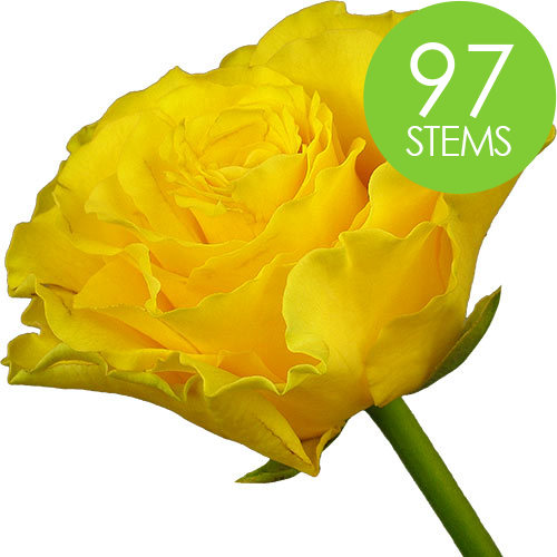 97 Yellow Roses