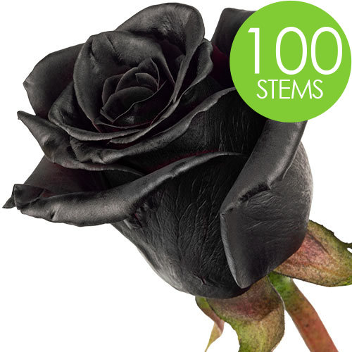 100 Black (Painted) Roses