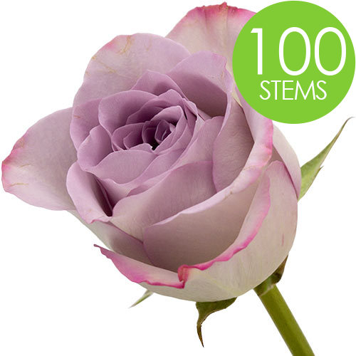 100 Lilac Roses