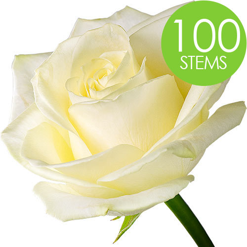 100 White Roses