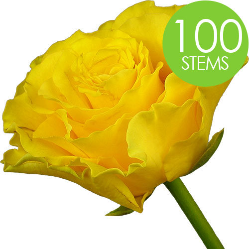 100 Yellow Roses