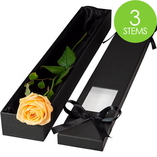 3 Luxury Peach Roses