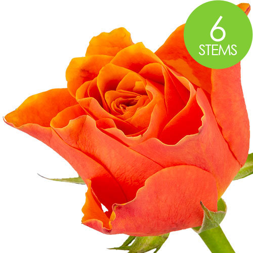 6 Orange Roses