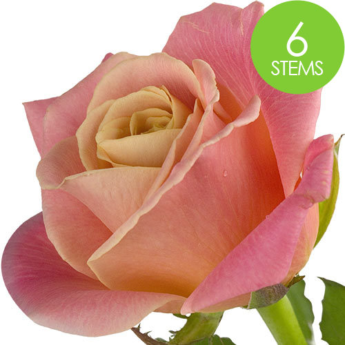 6 Peach Roses