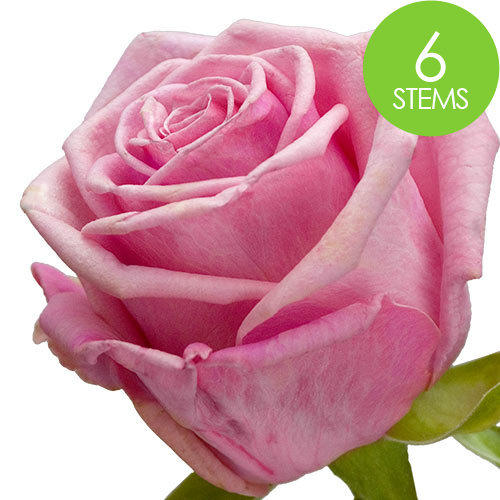 6 Pink Roses