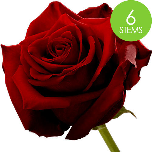 6 Red Naomi Roses