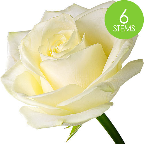 6 White Roses