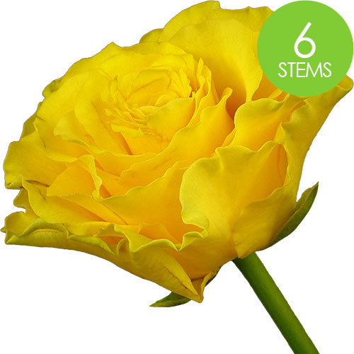 6 Yellow Roses