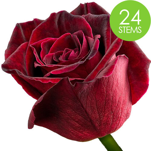 24 Black Baccara Roses